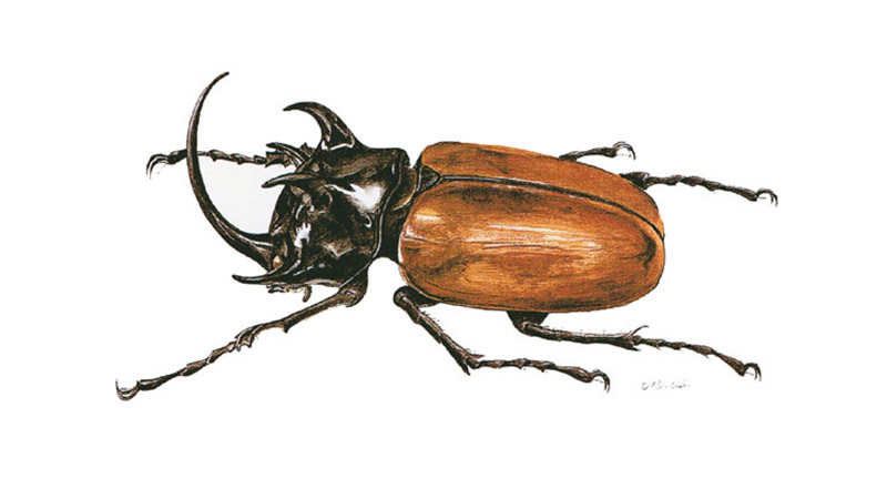 placeholder image wide