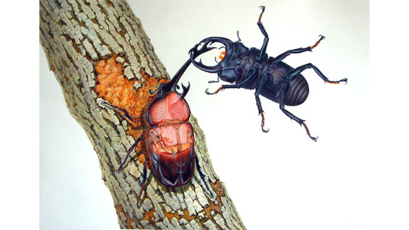 placeholder image wide